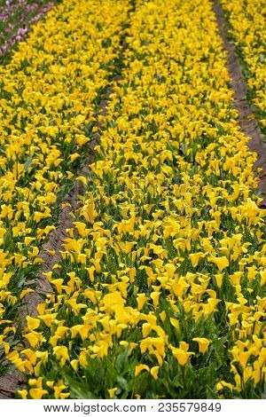 Photo Picture Of Calla Flower Colored Garden Field Cultivation