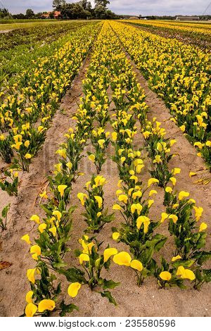 Photo Picture Of Calla Flower Colored Garden Field Cultivation