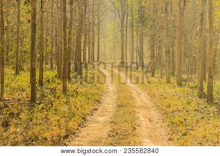 Beautiful Forest Trails During Jungle Safari At Sunset