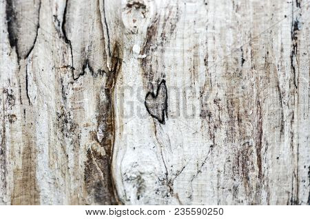 Heart In Wood. Wood Textura With A Naturally Formed Heart.