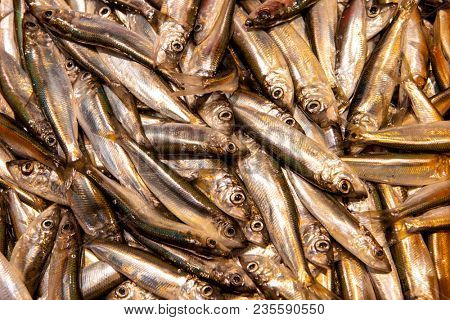Fresh large sprat. The fish of Salak lies on the ice.