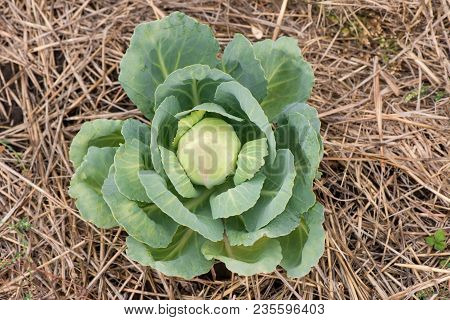 The Cabbage Grows On The Ground. Young Cabbage. Cabbage