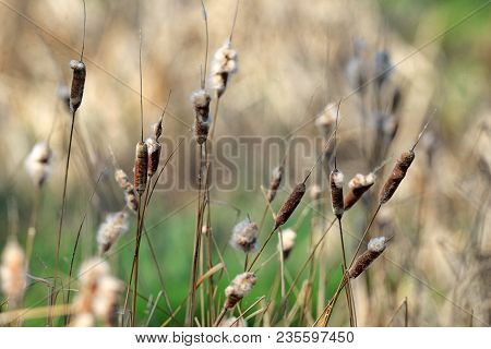 Reed Plant Near Lake In Spring Time
