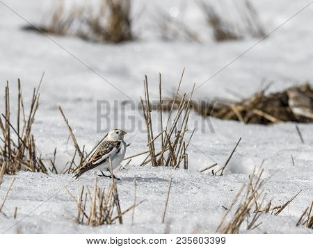 Snow Bunting, Plectrophenax Nivalis, Sitting In Snow On A Field In Spring In Sogne, Norway