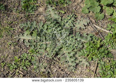 Onopordum Acanthium Young Leaves Of A Tartar. Tatarnik Is A Spiny Weed. Young Leaves Of A Tartar. Ta