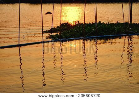 Reflection Silhouette Sunset On Water Waves With Bamboo Poles And Hyacinth Plant Floating On The Riv