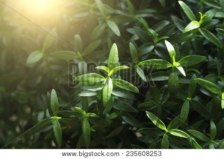 Green Floral Background. Young Green Leaves, Sprouts Or Shoots On The Myrtle Tree. Tree Myrtle. Spri