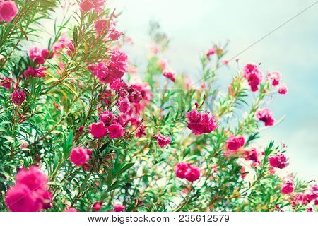 Blossom Spring, Exotic Summer, Sunny Day Concept. Blooming Pink Oleander Flower Or Nerium In Garden.