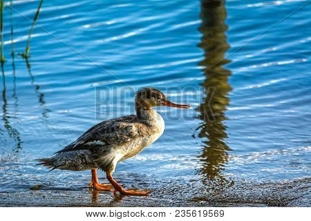 Sawbill Duck Close Up On The Shore