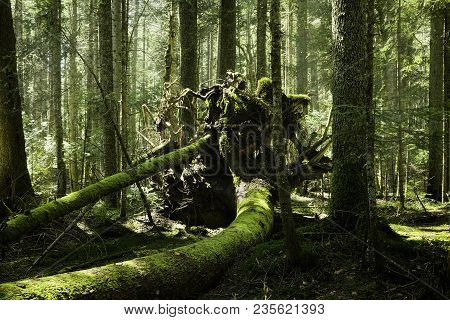 Big tree root in a green mossy forest. Old broken tree in rainforest. Dead broken tree root. Nature. Forest. Natural. Tree in green forest. Amazing nature. Fallen tree in nature. Sunlight in forest.