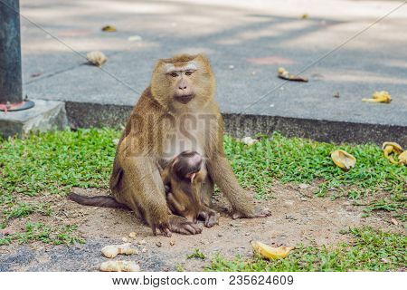 A Macaca Monkey, Khao Toh Sae Viewpoint On The Highest Hill In Phuket, Thailand.