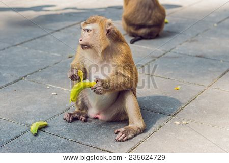 A Macaca Monkey, Khao Toh Sae Viewpoint On The Highest Hill In Phuket, Thailand.