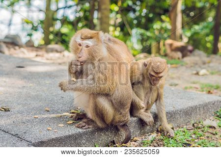 A Macaca Monkey, Khao Toh Sae Viewpoint On The Highest Hill In Phuket, Thailand.
