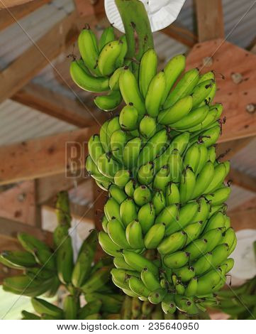 Bunches Of Green Bananas Hanging From The Ceiling Of A Farm Building