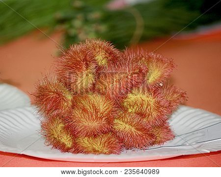 Rak001965 Red Achiote Or Annatto In A Paper Plate
It Is Called Atsuwete Or Achuete In The Philippine
