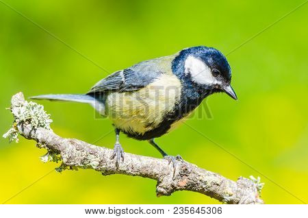 Great Tit On A Tree Branch  With Copy Space For Text