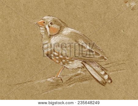 Bird Zebra Amadin With Red Beak Sits On A Branch