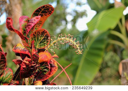 San Francisco (croton) Plant 
Tropical Croton Plant, Also Called San Francisco Plant In The Philippi