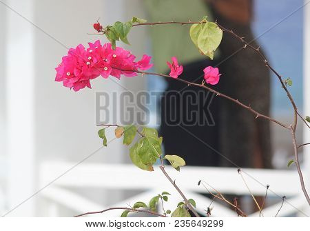 Bougainvillea Flowers
Branches Of Bougainvilla Plant With Pink Flowers And Thorns