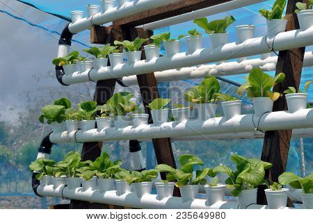 Organic Vegetables Growing In Plastic Cups In A Hydroponic Farm