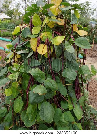 Red Long Beans In The Garden
Red Long Beans Hanging From Its Plant In The Garden Waiting For Harvest