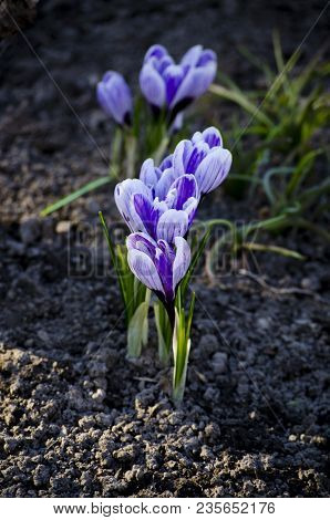 Crocus Spring Violet Flower In The Morning Sun.