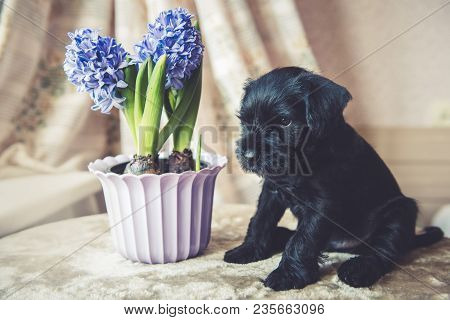 Young Miniature Schnauzer Puppy Dog With Blue Hyacinths Flowers