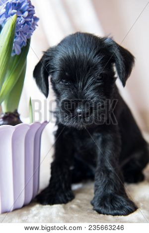 Young Miniature Schnauzer Puppy Dog With Blue Hyacinths Flowers
