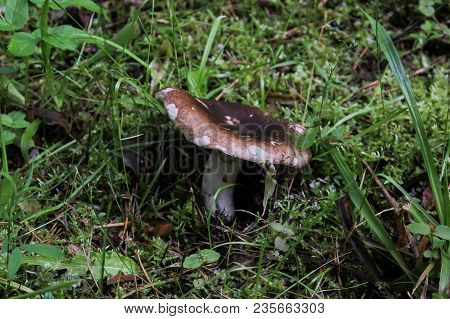 Brown Mushroom Close-up On A Background Of Grass.