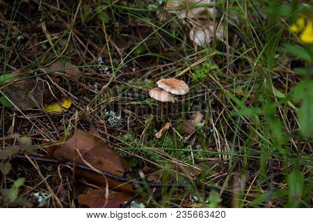 Brown Mushroom Close-up On A Background Of Grass.