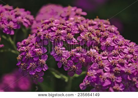 Blossoming Of A Deep Pink Yarrow Close Up