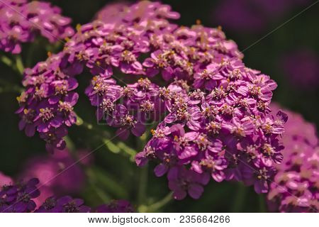 Blossoming Of A Deep Pink Yarrow Close Up