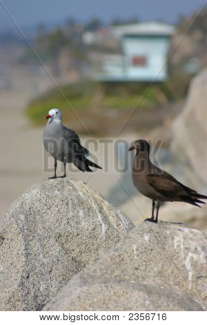 Dos gaviotas sentado en las rocas en San Clemente California