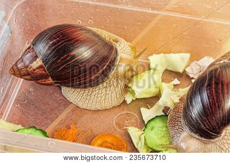 Giant African Achatina Fulica Snails Eats Cucumber And Cabage Taken Closeup.