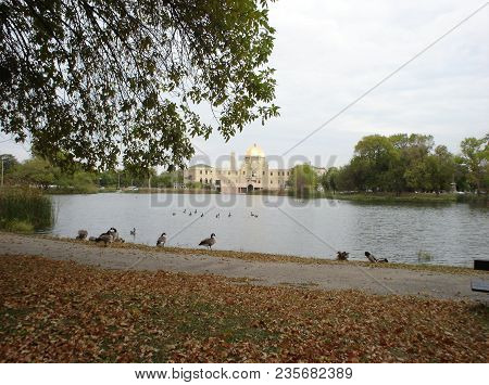 Canadian Geese Beside The Garfield Park Lagoon With The Golden Dome Of The Field House In The Backgr