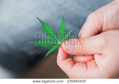 Smiling Kid Child Holding A Hemp Leaf. Concepts Of Using Marihuna For Medicinal Purposes For Childre
