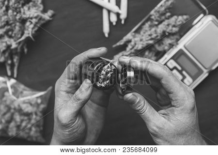 The Man Twists The Canth From Fresh Marijuana