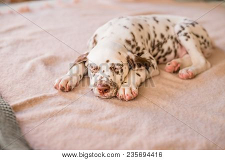 Sleeping On The Floor Dalmatian Puppy. Cute Domestic Animal