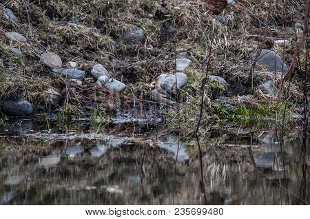 Male Eurasian Common Blackbird Sitting On The Ground