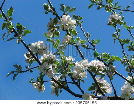 White Flowers And Green Leaves On The Branches Of An Apple Tree On A Bright Blue Sky Background In T