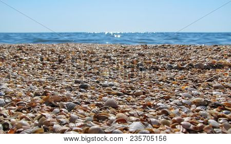 Colorful Shells On The Coast On A Background Of The Sea And Clear Blue Sky