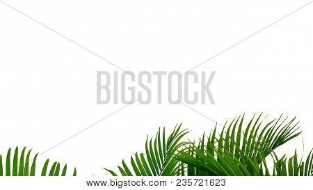 Top View Tropical Palm Leaves Growin In The Forest For Background Texture And Foliage Green Pattern