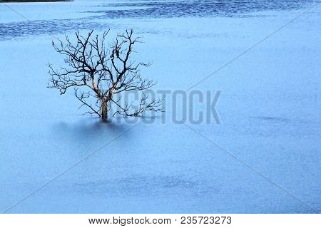 The branches of the perennial tree lie in the lake.