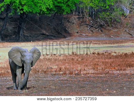 A Lone African Elephant Standing Besides A Dried Up Riverbed In Mfuwe Which Is In South Luangwa Nati