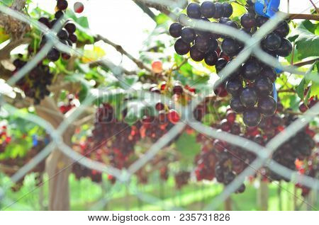 Vineyard Or Grape Plantation With Security Netting From Bird Or Thief, Security And Agriculture Conc