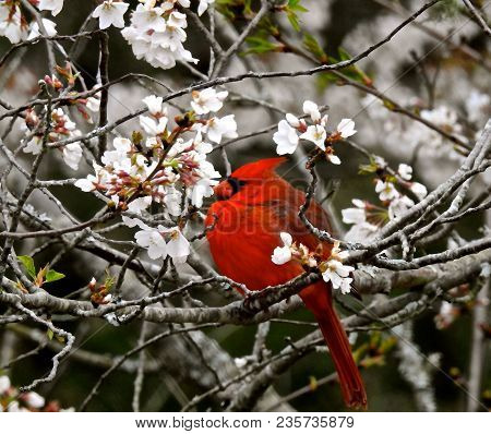 Carolina Red Bird In Cherry Tree At Spring Time