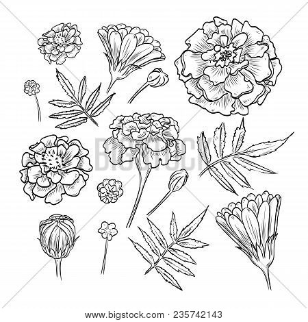Vector Hand Drawn Elegant Marigold Flowers And Leaves