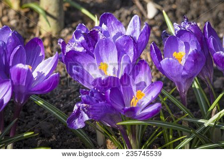 Close-up Of Purple Cocus Flowers In The Garden Soil In April