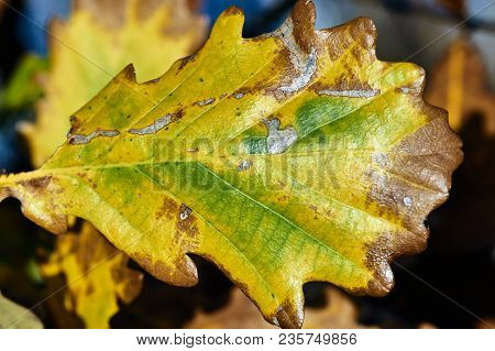 Detail Of Autumn Oak Leaf Area In Poland