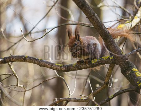 The Red Squirrel Eats A Nut On Sunny Day